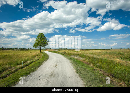 Albero accanto a una strada di ghiaia, Horizon e nuvole bianche su un cielo blu Foto Stock