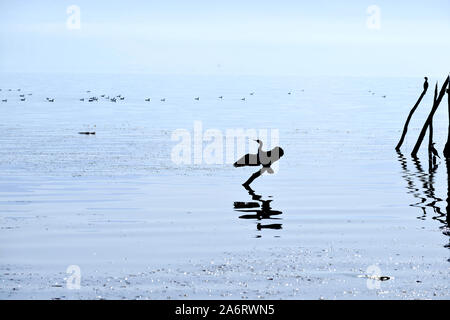 Silhouette di cormorani a prendere il sole su di un log in una immagine del Lago Foto Stock