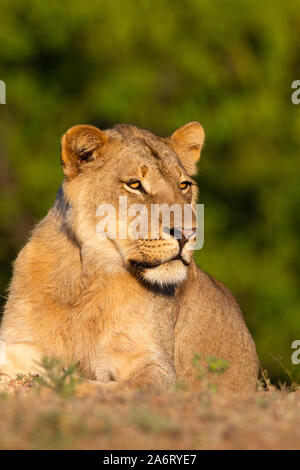 Leonessa (Panthera leo) ritratto, Riserva di Mashatu, Botswana Foto Stock