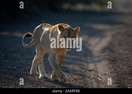 Giovane Maschio Lion (Panthera leo) passeggiate in alveo fotografato con retro illuminazione, Riserva di Mashatu, Botswana Foto Stock