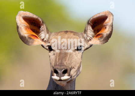 Kudu maggiore (Tragelaphus strepsiceros strepsiceros) ritratto femminile, Karongwe Game Reserve, Limpopo, Sud Africa Foto Stock