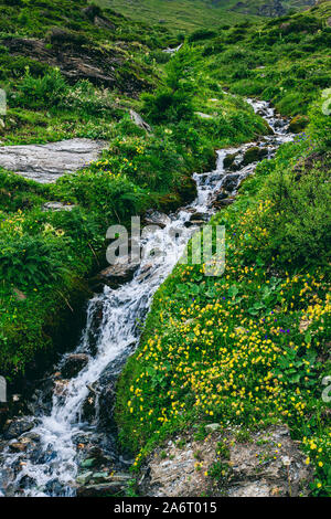 Un piccolo flusso di acqua venuta giù per la montagna tra il verde dei prati con piccoli fiori gialli. Zinal, Val d'Anniviers, Vallese, Svizzera Foto Stock