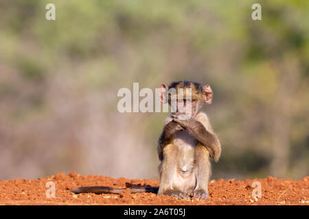 Baby Chacma Baboon (Papio ursinus) seduta con entrambe le mani nella parte anteriore della bocca, Karongwe Game Reserve, Limpopo, Sud Africa Foto Stock