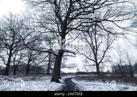 Paesaggio invernale in Richmond Park, il parco più grande dei parchi reali di Londra. Foto Stock