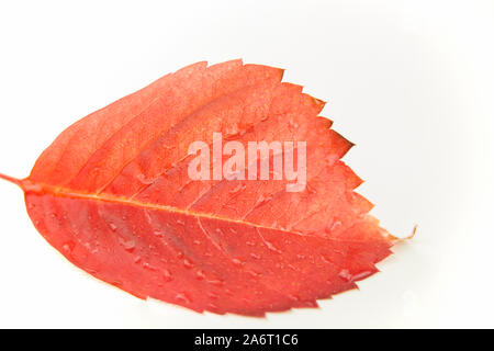 Autunno in arancione: ad angolo vista ravvicinata di un rosso Virginia superriduttore (Parthenocissus quinquefolia) foglie con dewdrops su sfondo bianco Foto Stock