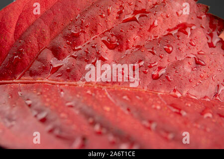 Autunno in arancione: ad angolo vista ravvicinata di un rosso Virginia superriduttore (Parthenocissus quinquefolia) foglie con dewdrops Foto Stock
