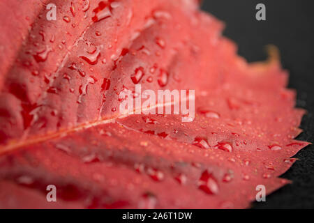 Autunno in arancione: ad angolo vista ravvicinata di un rosso Virginia superriduttore (Parthenocissus quinquefolia) foglie con dewdrops in sfondo nero Foto Stock
