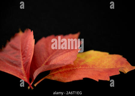 Autunno in arancione: angolo di visione da vicino della Virginia di superriduttore (Parthenocissus quinquefolia) foglie in sfumature di rosso e arancione su sfondo nero Foto Stock