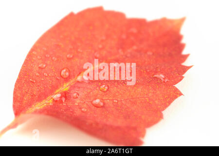 Autunno in arancione: ad angolo vista ravvicinata di un rosso Virginia superriduttore (Parthenocissus quinquefolia) foglie con dewdrops su sfondo bianco Foto Stock