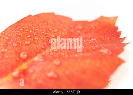Autunno in arancione: ad angolo vista ravvicinata di un rosso Virginia superriduttore (Parthenocissus quinquefolia) foglie con dewdrops su sfondo bianco Foto Stock