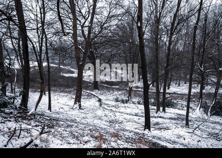 Percorso attraverso la foresta in Richmond Park su un giorno d'inverno. Richmond Park è il parco più grande dei parchi reali di Londra. Foto Stock