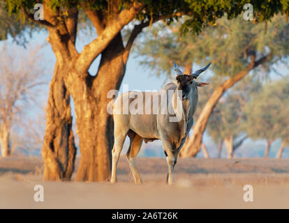 Common Eland - Taurotragus oryx anche il sud o eland eland antilopi, savana e pianure antelope trovati in Africa orientale e meridionale, famiglia Bovi Foto Stock