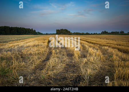 Le tracce delle ruote sul campo, i trend con orizzonte di riferimento e colorato del cielo della sera Foto Stock