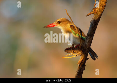 Marrone-incappucciati Kingfisher - Halcyon albiventris rosso uccello fatturati con brouwn e blue back dall Africa sub-sahariana, vivono nei boschi, macchia, foresta Foto Stock