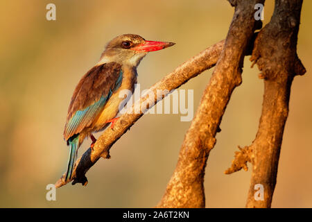 Marrone-incappucciati Kingfisher - Halcyon albiventris rosso uccello fatturati con brouwn e blue back dall Africa sub-sahariana, vivono nei boschi, macchia, foresta Foto Stock