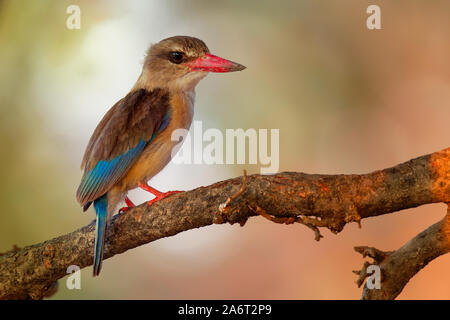 Marrone-incappucciati Kingfisher - Halcyon albiventris rosso uccello fatturati con brouwn e blue back dall Africa sub-sahariana, vivono nei boschi, macchia, foresta Foto Stock