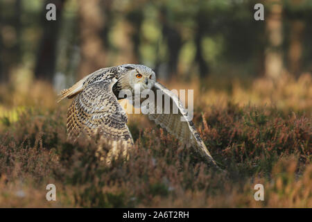 Flying gufo reale nella foresta di autunno. Wildlife Europe. Foto Stock