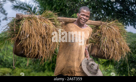 Questo Tanala uomo sta tornando a casa con sacchi pieni di orecchie di riso. Molto pesanti! Costa orientale, Madagascar. Foto Stock