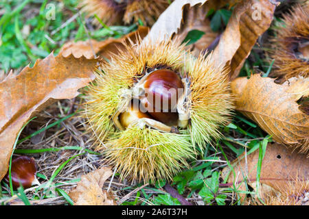 Le castagne in la bava sulla terra nella macchia mediterranea in Toscana, Italia Foto Stock