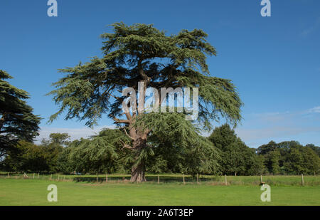 Cedro del Libano o cedro del Libano (Cedrus libani) conifera sempreverde Tree Foto Stock
