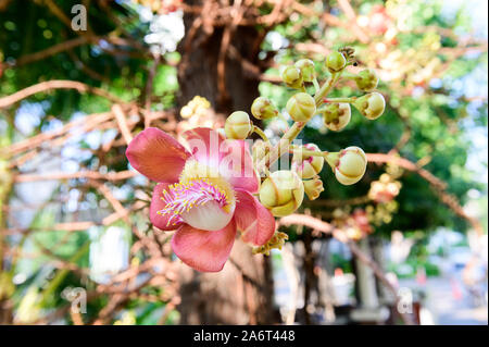 Shorea robusta o Cannonball fiore dalla struttura ad albero Foto Stock