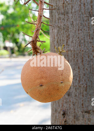 Cannonball tree sfondo fiori Foto Stock