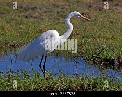 Airone bianco maggiore in piedi in acqua Foto Stock