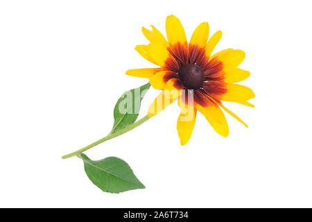 Rudbeckia singolo fiore con petali gialli e foglie verdi su sfondo bianco in primo piano. Foto Stock