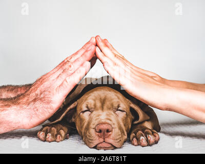 Le mani di uomo adulto e la donna tenendo un grazioso e affascinante cucciolo con lunghe orecchie. Close-up, isolato bianco sullo sfondo. Studio foto. Concetto di cura, educ Foto Stock