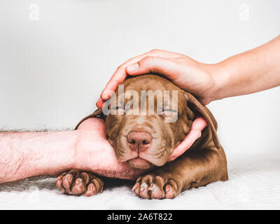 Le mani di uomo adulto e la donna tenendo un grazioso e affascinante cucciolo con lunghe orecchie. Close-up, isolato bianco sullo sfondo. Studio foto. Concetto di cura, educ Foto Stock