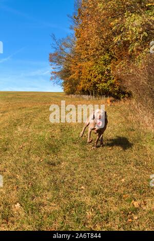 Weimaraner nel prato. Soleggiata giornata autunnale con cani. Cane da caccia a caccia. Foto Stock