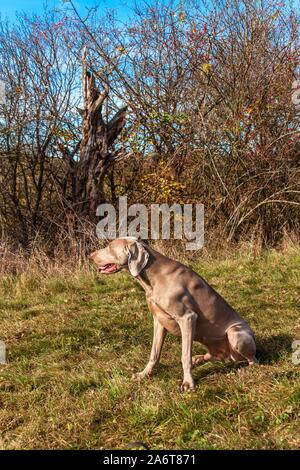 Weimaraner nel prato. Soleggiata giornata autunnale con cani. Cane da caccia a caccia. Foto Stock