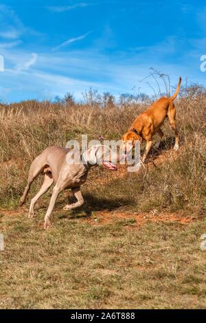 Weimaraner nel prato. Soleggiata giornata autunnale con cani. Cane da caccia a caccia. Foto Stock