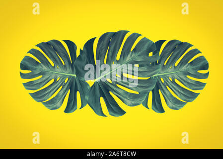 Il verde delle foglie di un fiore tropicale monstera isolata su uno sfondo giallo senza ombre (effetto vintage). Foto Stock