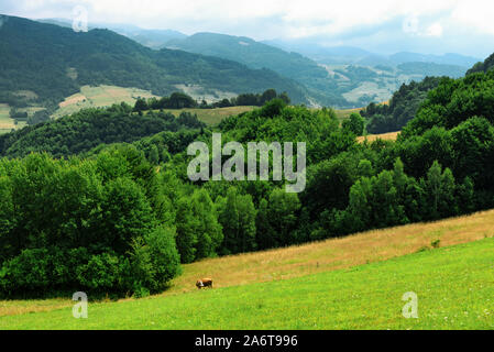 Carpazi idilliaco paesaggio di montagna in Polonia - un solitario cow sfiora su un prato contro uno sfondo di montagne pittoresche. Foto Stock