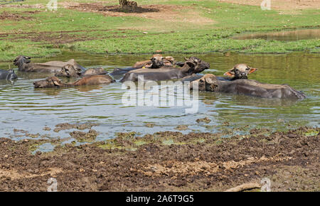 Piccolo allevamento di animali addomesticati quali il bufalo d'acqua bestiame bovino di balneazione in campo rurale foro di acqua Foto Stock