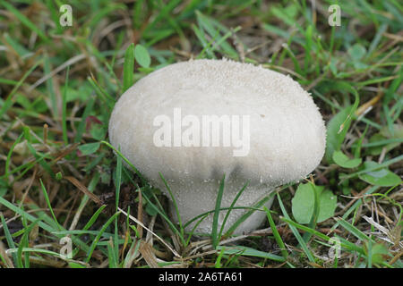 Lycoperdon utriforme, chiamato anche Calvatia caelata e Hankea utriformis, comunemente noto come puffball mosaico, fungo selvatico dalla Finlandia Foto Stock