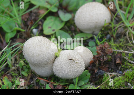 Lycoperdon utriforme, chiamato anche Calvatia caelata e Hankea utriformis, comunemente noto come puffball mosaico, fungo selvatico dalla Finlandia Foto Stock