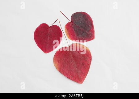 A forma di cuore foglie di Cercis canadensis 'Forest Pansy' visualizzazione vibranti tonalità autunnali su sfondo bianco Foto Stock
