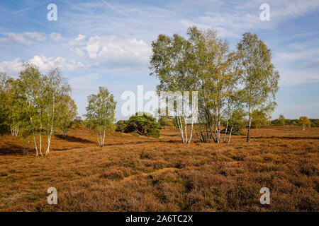 Haltern am See, Muensterland, Renania settentrionale-Vestfalia, Germania - Westruper Heide, il più grande arbusto nana brughiera area in Westfalia. Haltern am See,