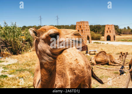 Il cammello e il dromedario in Marocco, vicino a Fez e Mequinez Foto Stock