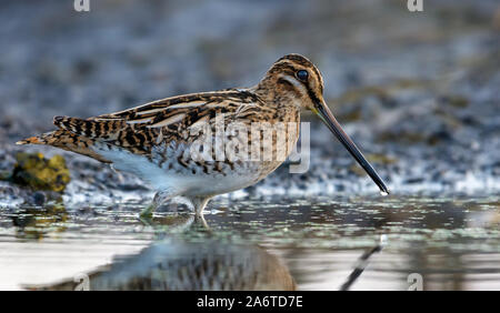 Adulto beccaccino wades in acqua vicino alla riva fangosa in mattinata Foto Stock