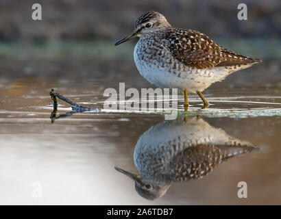 Wood sandpiper sorge in acqua di grande stagno con specchio perfetto riflesso Foto Stock