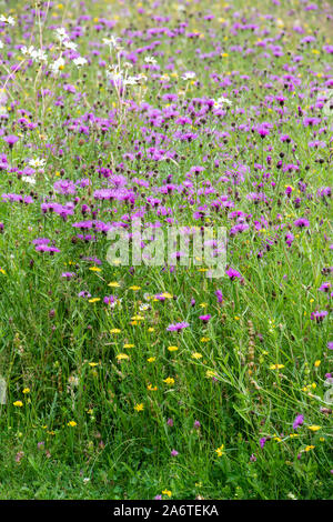 La Centaurea nigra. Fiordaliso in un prato di fiori selvaggi ad RHS Rosemoor, grande Torrington, Devon, Inghilterra Foto Stock