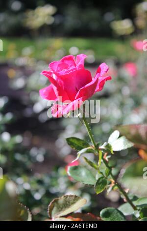 Perfetta estate rosa bocciolo di rosa Foto Stock