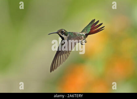 Nero-throated Mango (Anthracothothorax nigricollis) femmina adulta/immaturo in volo torti, Panama Aprile Foto Stock