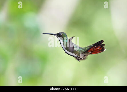 Nero-throated Mango (Anthracothothorax nigricollis) femmina adulta in volo torti, Panama Aprile Foto Stock