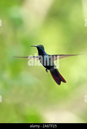 Nero-throated Mango (Anthracothothorax nigricollis) maschio adulto in volo torti, Panama Aprile Foto Stock
