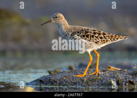 Femmina matura Ruff passeggiate su umido terreno fangoso nei pressi di acqua in mattinata Foto Stock