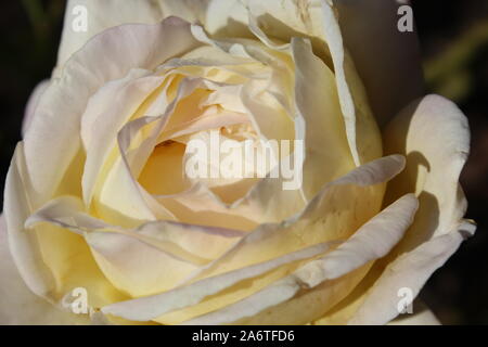 Perfetta estate giallo bocciolo di rosa Foto Stock